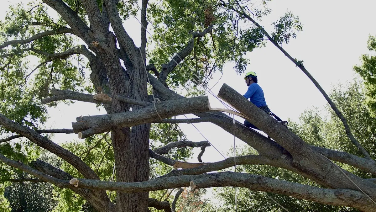Professional Crown Thinning performed by certified arborists in East Lynne