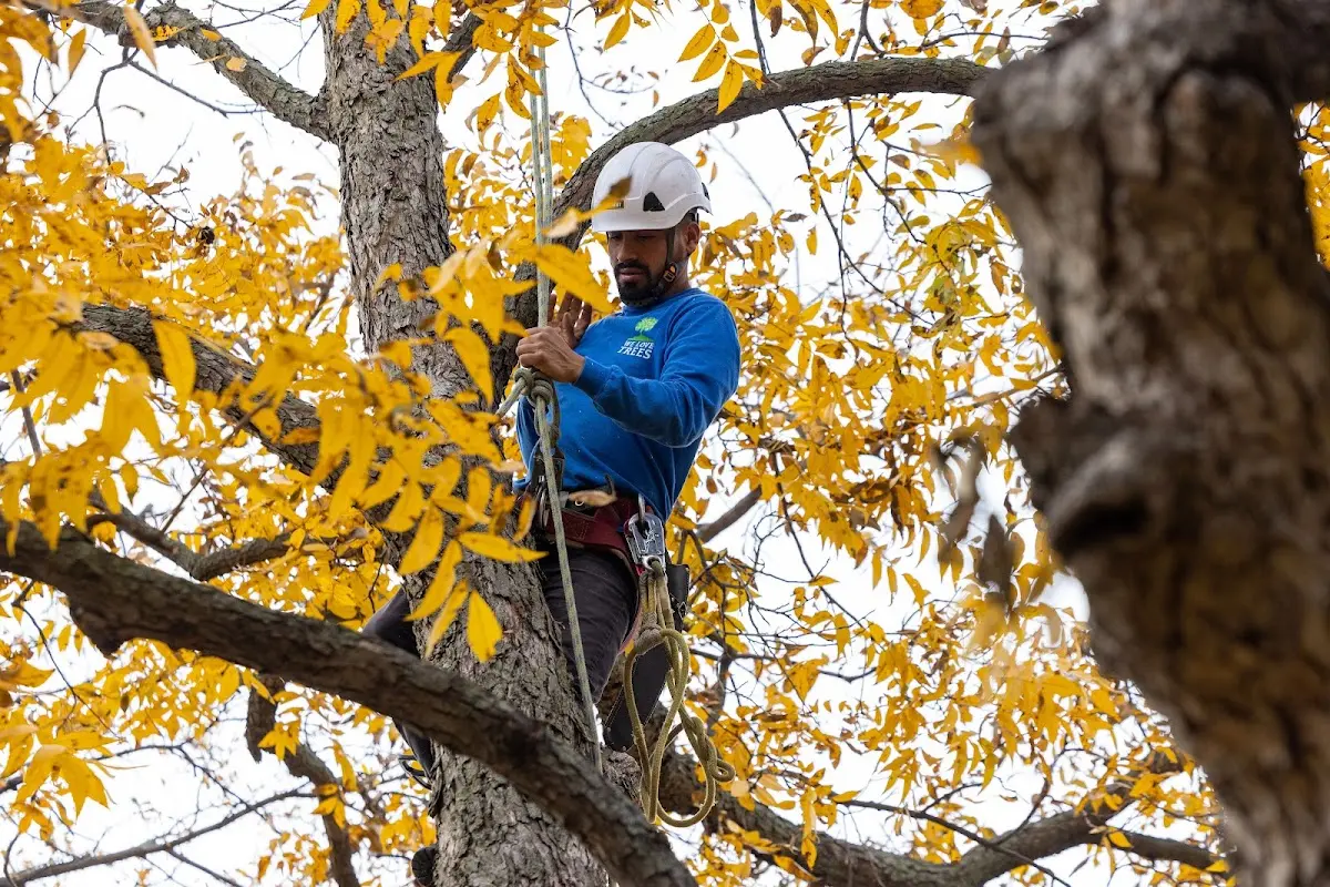 Skilled Storm Damage Cleanup crew working in East Lynne